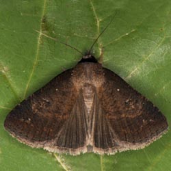 Lygephila procax Lygephila procax